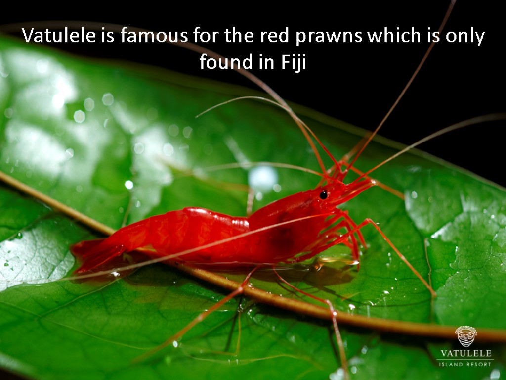 Vatulele is famous for the red prawns which is only found in Fiji